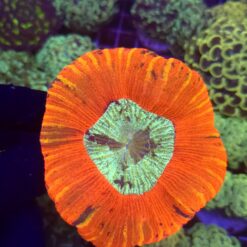Trachyphyllia Rainbow WYSIWYG #6