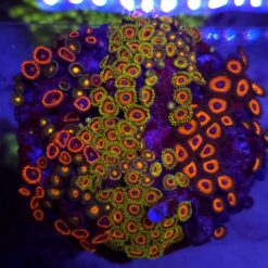 Zoa Garden Mix WYSIWYG #2