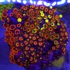 Zoa Garden Mix WYSIWYG #3