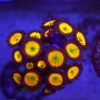 Zoa Premium WYSIWYG #1