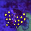 Zoa Premium WYSIWYG #3