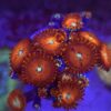 Zoa Premium WYSIWYG #4