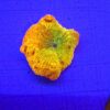 Discosoma Jawbreaker WYSIWYG #1
