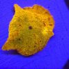 Discosoma Jawbreaker WYSIWYG #2