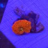 Discosoma Jawbreaker WYSIWYG #3