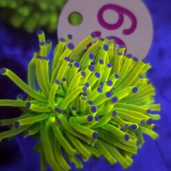 Euphyllia Holy Grail Cristata WYSIWYG #69