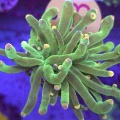 Euphyllia Glabrescens Toxic WYSIWYG #43