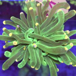 Euphyllia Glabrescens Toxic WYSIWYG #74