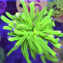 Euphyllia Glabrescens Toxic WYSIWYG #52