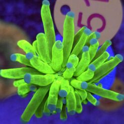 Euphyllia Glabrescens Toxic WYSIWYG #51