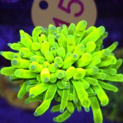 Euphyllia Glabrescens Fake Banana WYSIWYG #15
