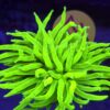 Euphyllia Glabrescens Fake Banana WYSIWYG #28