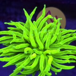 Euphyllia Glabrescens Fake Banana WYSIWYG #28