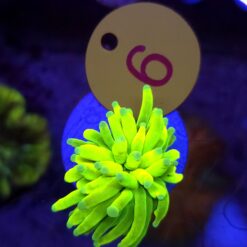 Euphyllia Glabrescens Fake Banana WYSIWYG #6