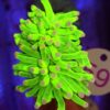 Euphyllia Glabrescens Toxic 2 głowy WYSIWYG #59