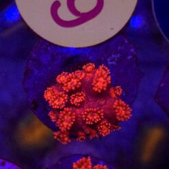 Goniopora Red WYSIWYG #59