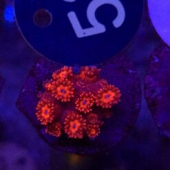 Goniopora Red WYSIWYG #53