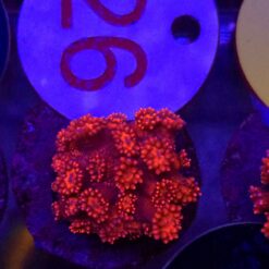 Goniopora Red WYSIWYG #26