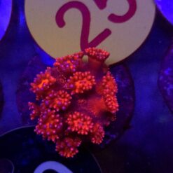 Goniopora Red WYSIWYG #25