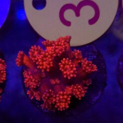 Goniopora Red WYSIWYG #34