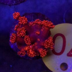 Goniopora Red WYSIWYG #70