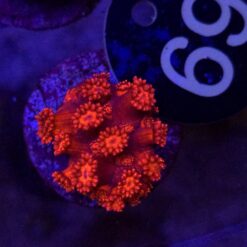 Goniopora Red WYSIWYG #69