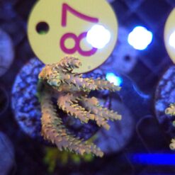 Acropora Rainbow WYSIWYG #87