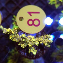 Acropora Rainbow WYSIWYG #81