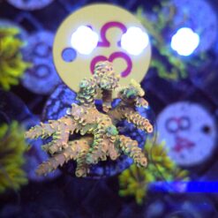 Acropora Rainbow WYSIWYG #35