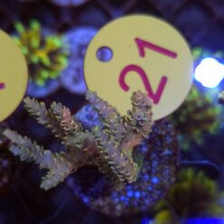 Acropora Rainbow WYSIWYG #21