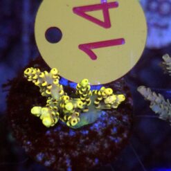 Acropora Rainbow WYSIWYG #14