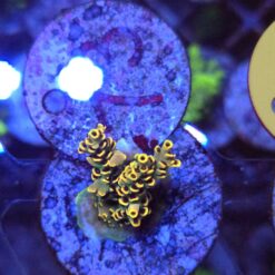 Acropora Rainbow WYSIWYG #73