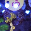 Acropora Rainbow WYSIWYG #64