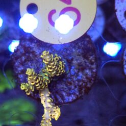 Acropora Rainbow WYSIWYG #64