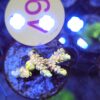 Acropora Rainbow WYSIWYG #49