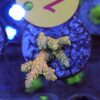 Acropora Rainbow WYSIWYG #10