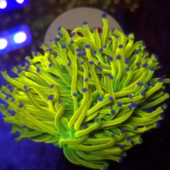 Euphyllia Holy Grail Cristata WYSIWYG #97