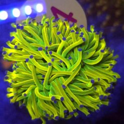 Euphyllia Holy Grail Cristata WYSIWYG #94