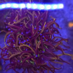 Euphyllia Glabrescens New York Nicks 2 głowy WYSIWYG #8