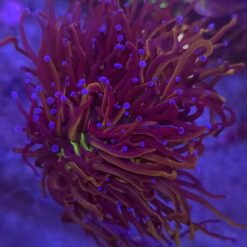 Euphyllia Glabrescens New York Nicks 2 głowy WYSIWYG #15