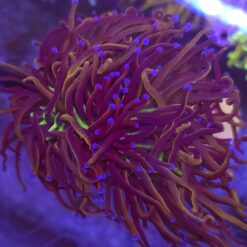 Euphyllia Glabrescens New York Nicks 2 głowy WYSIWYG #53