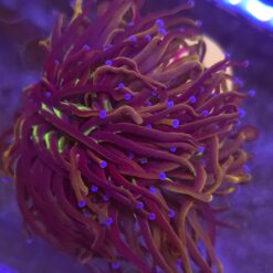 Euphyllia Glabrescens New York Nicks 2 głowy WYSIWYG #54