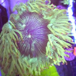 Catalaphyllia jardinei toxic pink tips WYSIWYG #17