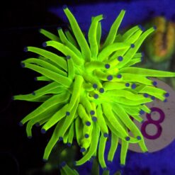 Euphyllia Glabrescens OG Holy Grail – WYSIWYG #18