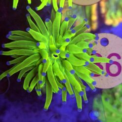 Euphyllia Glabrescens OG Holy Grail – WYSIWYG #36