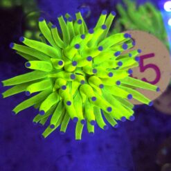 Euphyllia Glabrescens OG Holy Grail – WYSIWYG #45