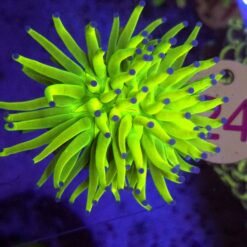 Euphyllia Glabrescens OG Holy Grail – WYSIWYG #24