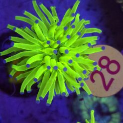 Euphyllia Glabrescens OG Holy Grail – WYSIWYG #28