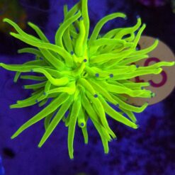 Euphyllia Glabrescens OG Holy Grail – WYSIWYG #43