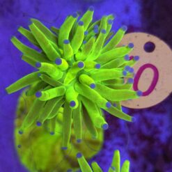 Euphyllia Glabrescens OG Holy Grail – WYSIWYG #10